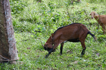 Young goats grazing in the garden 
