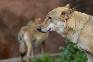 Gray Wolf (Canis lupus) Portrait - captive animal. Wolf at the zoo in the summer.