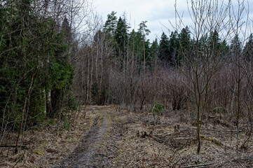 bare trees in early spring in the forest