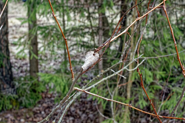 bare trees in early spring in the forest