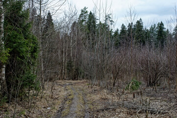 bare trees in early spring in the forest