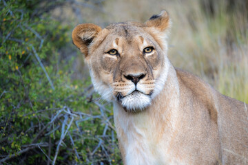 Obraz na płótnie Canvas Lion (Panthera leo) in typical Karoo habitat. Western Cape. South Africa