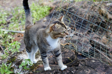 Fototapeta premium Young grey cat standing on the stone
