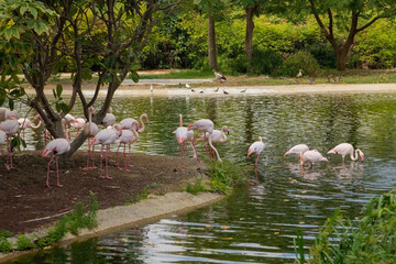 view photo of lovely pink flamingos in a pond among greenery, in zoo safari park in dubai, united arab emirates