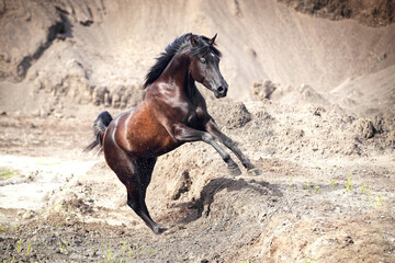 Galoppierendes Pferd im Sand