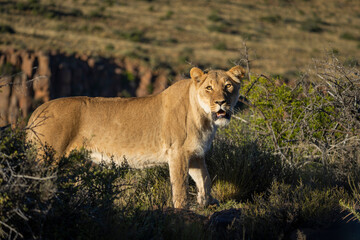 Lion (Panthera leo) in typical Karoo habitat. Western Cape. South Africa