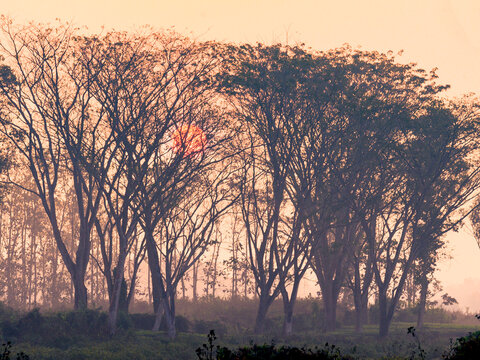Sunrise in the field.  A beautiful sunrise at Latagudi with the silhouette of trees and orange sky in the background. February 2023, Dooars - North Bengal, India.