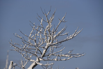 tree branches covered with snow