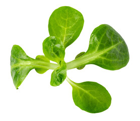 Corn Salad Leaves on transparent background. png file