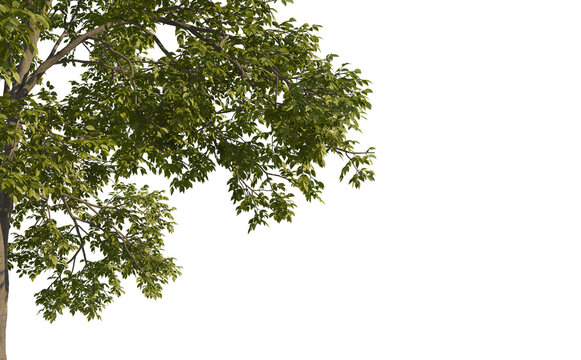 foreground tree branches on a transparent background