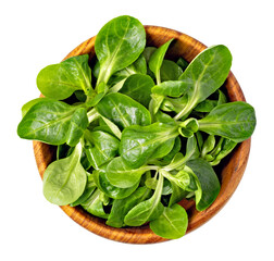 Corn Salad Leaves on transparent background. png file