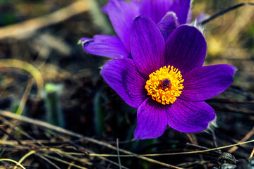 small blue flower in spring forest