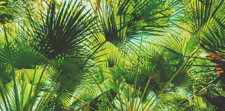 Branches with leaves of Chamaerops humilis palm trees. Tropical landscape. Green nature background