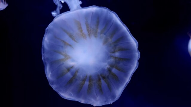blue jellyfish swimming in the deep ocean, shot from the side. You can see the improved detail and realism of the jellyfish, so the clips can be used for close-up shots.