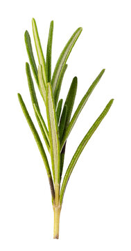 Rosemary on transparent background. png file