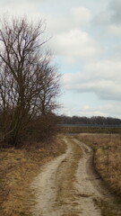landscape with trees