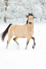 Pferd im Schnee