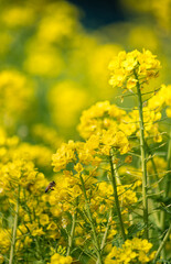 Obraz premium working bee in the yellow forest