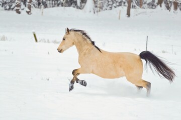 Obraz na płótnie Canvas Pferd im Schnee