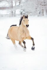 Pferd im Schnee