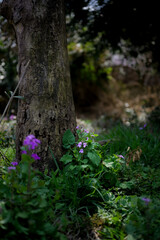 Fototapeta premium flowers by the wood