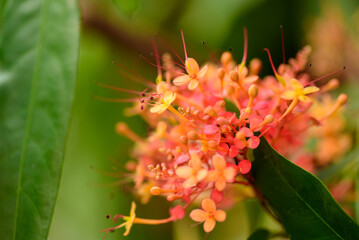 Beautiful red tropical flower blooming in garden in spring nature background