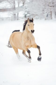 Pferd im Schnee