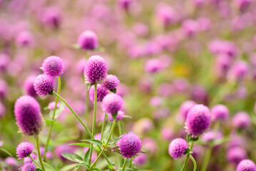 Obraz premium Close up of beautiful pink flower blooming in garden in spring nature background