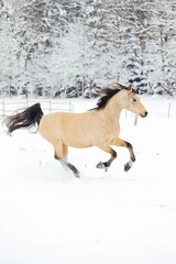 Plakat Pferd im Schnee