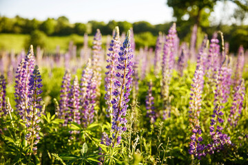 Sunset on a field covered with flowering lupines on summer day.