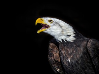 An angry north american bald eagle on black background.