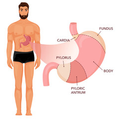Fototapeta premium Stomach anatomy diagram with human body