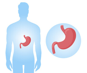 Human stomach anatomy diagram in body