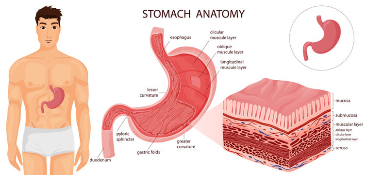 Stomach with all layers and human body