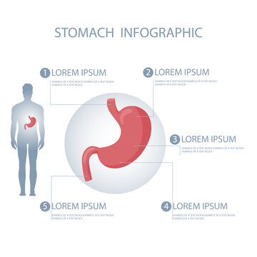 Stomach in human body infographic