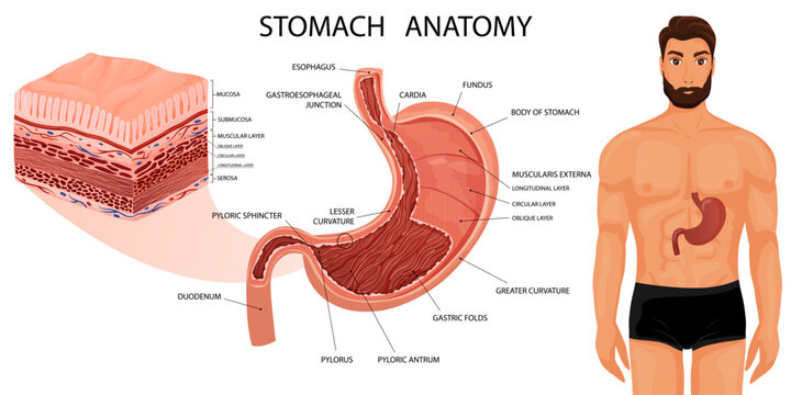 Stomach anatomy with all layers and human body