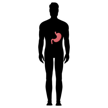 Human stomach anatomy in silhouette male body