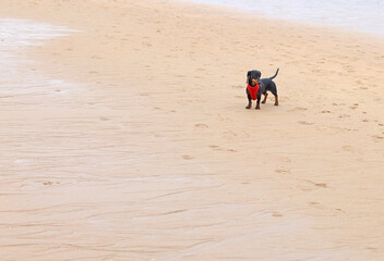 Dachshund puppy with red vest on the beach