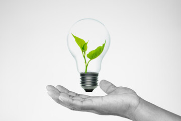 Green energy concept with businessman hand holding Light bulb with sprout inside on white background