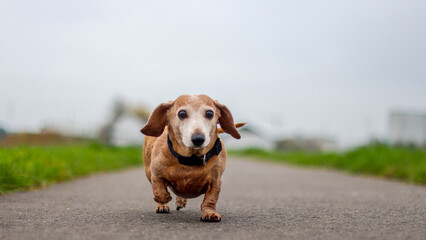 Miniature Dachshund Walkies