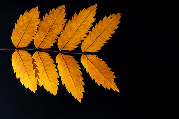 A branch with yellow autumn leaves on a black background.
