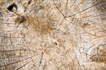 Beautiful wooden fracture old oak, natural texture close up
