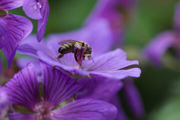 bee on a flower