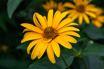 Fine wild growing flower aster false sunflower on background meadow