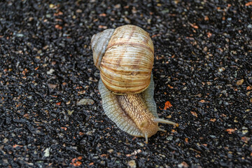 Big garden snail in shell crawling on wet road hurry home
