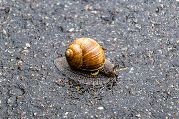 Big garden snail in shell crawling on wet road hurry home