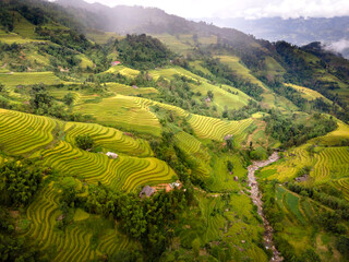 Paddy rice terraces with ripe yellow rice. Agricultural fields in countryside area of Hoang Su Phi, Ha Giang province, Vietnam. Mountain hills valley in Asia, Vietnam. Nature landscape background