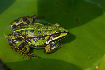 frog on a leaf