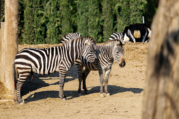 Fototapeta na wymiar A herd of zebras walk in the paddock of a wildlife park in Izmir, Turkey.