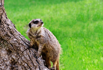 Cute funny meerkat on a background of green grass. Animal theme, copy space.